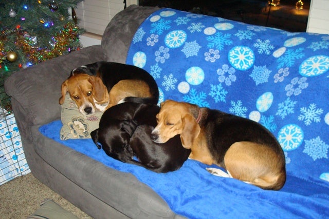 Any Beagle Lab Mix Here Our Beagle World Forums