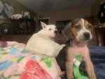 Dog Dog breed Carnivore Companion dog Fawn