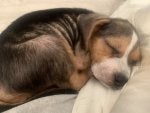 Dog Carnivore Comfort Dog breed Companion dog