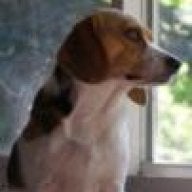 Gasping Choking Our Beagle World Forums